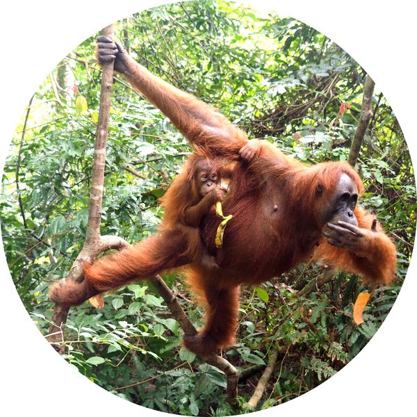 Orang Outang et son bébé, Medan, Sumatra • Indonésie